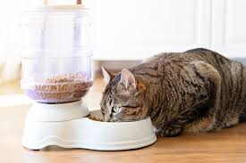 Cat food investigation finds heavy metals, pesticides and plastic chemicals - WPSD Local 6