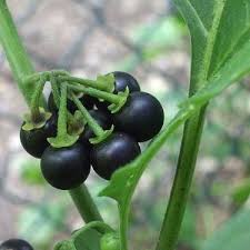 Image result for Solanum giganteum