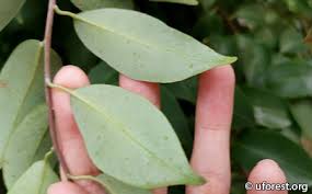 Image result for Embelia libeniana