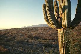 Despite that fact, i was completely thrilled to find even one flower. Cacti Of Arizona The Saguaro Fill Your Plate Blog
