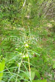 Image result for Asparagus racemosus