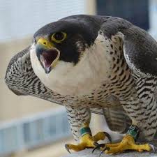 Birds Of Prey Pictures Pa Dep Falconchatter Peregrine Falcon Birds Of Prey Raptors Bird
