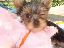 Offering praise and treats for good behavior will work better than harsh corrections. Yorkie Puppies For Sale Georgia