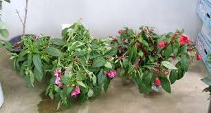 花の管理
