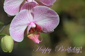 Happy Birthday Orchid Card Photograph By Teresa Zieba With tenor, maker of gif keyboard, add popular happy birthday animated gifs to your conversations. happy birthday orchid card by teresa zieba