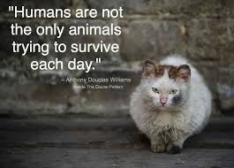Pin By Sam Metter On Cats Cats Animals Feral Cats
