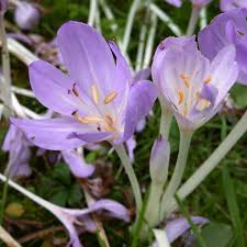 Image result for Colchicaceae