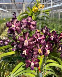 Image result for Vandellia subracemosa