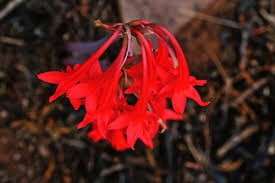 Image result for Cyrtanthus rhodesianus