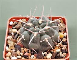 Image result for Raphionacme globosa