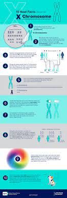 X Chromosome Fact Sheet