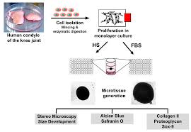 Solltest du die aufgabe nicht bestehen, wirst du als zu schwach angesehen, die angebetete in gefahrsituationen zu beschützen. Cells Free Full Text Tissue Specific Differentiation Of Human Chondrocytes Depends On Cell Microenvironment And Serum Selection Html