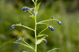 Image result for Cynoglossum lanceolatum