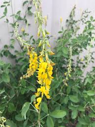 Image result for Crotalaria kapiriensis
