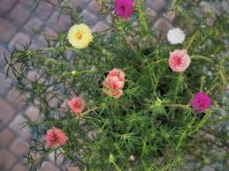 Orchid cactus is succulent with pink flowers that give it a distinctive look. 7 Types Of Succulent Ground Covers