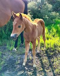 Image result for tbn:tVj6rqcH-AQR9M::www.pregonagropecuario.com.ar/images/caballo_overo.jpg