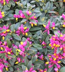Image result for Polygala