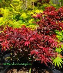 Fireball Mendocino Maples Nursery Dwarf Japanese Maple Japanese Maple Japanese Maple Tree