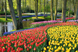 Keukenhof Most Beautiful Gardens Tulip Fields Beautiful Gardens