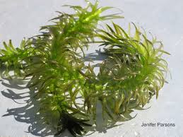 Image result for Hydrolea brevistyla