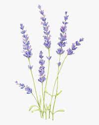 We did not find results for: Transparent Lavender Flower Png Lavender Plant Drawing Png Download Kindpng