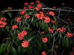 Image result for Symphonia globulifera