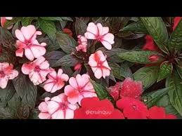 Image result for Impatiens keilii