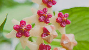 Image result for Ochna polyneura