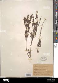 Image result for Phylica emirnensis