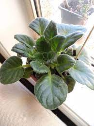 It is strictly a beauty regimen that also allows new growth to access more light and air. My African Violet Started To Bloom The Second Time Within Eight Months I Am Assuming It Is Very Happy However The Leaves Start To Curl In A Bit Does It Matter Or