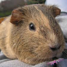 Check spelling or type a new query. What Breed Is My Guinea Pig Lafeber Co Small Mammals