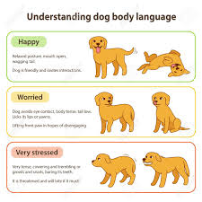 Dog Body Language Infographic Chart Understanding Dog Poses