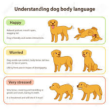 dog body language infographic chart understanding dog poses