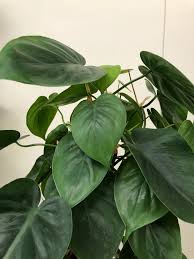 Heartleaf philodendron needs 0.5 cups of water every 12 when it doesn't get direct sunlight and is potted in a 5 pot. Philodendron Scandens Hederaceum Heartleaf Philodendrons