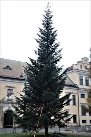 Patrik kincl, with official sherdog mixed martial arts stats, photos, videos, and more for the welterweight fighter from poland. Jodla Przed Oknem Papieskim Pachnie Nowosadeckimi Lasami Archidiecezja Krakowska