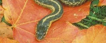 One can easily imagine that quite a few animals have been smuggled illegally into europe over the last decade or so, under the pretense of replenishing a captive stock that. Choosing A Garter Snake