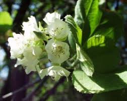 Image result for Dombeya shupangae