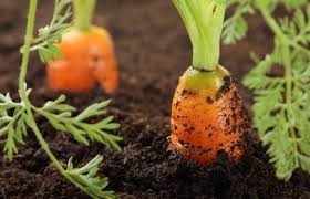 Perkembangbiakan tanaman secara garis besar dapat dibagi menjadi 2 yaitu perkembangbiakan secara alami dan juga buatan. Cara Berkembang Biak Wortel Teks Co Id