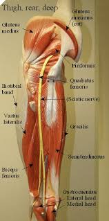 Diagram in pictures database skeletal muscle body. Cat Muscles Of The Lower Appendages David Fankhauser