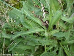 Image result for Hypochaeris