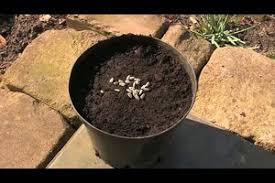 Eine geschichte besagt, dass sich eine nymphe in den sonnengott apollo verliebte, der. Video Sonnenblumen Pflanzen Und Ernten So Geht S