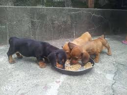 Black And Tan Chiweenie For Sale Dachshund Puppies For Sale Philippines Find New And Used Dachshund Puppies On Olx Dachshund Puppies For Sale Dachshund Puppies Dog Training