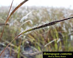 Image result for Heteropogon contortus