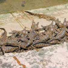 The shocking photos, snapped in masai mara national reserve in kenya, show a zebra gripped in the jaws of a monster crocodile. Pdf New Gharial Nursery In Kasara Breeding Centre