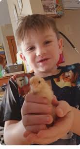 Is this a Buff Orpington rooster?