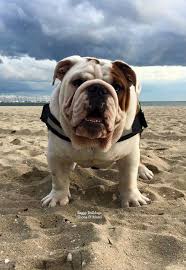 Bulldog Bulldog Puppies Bully Dog Bulldog