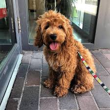 Find the perfect cockapoo puppy for sale in virginia, va at puppyfind.com. Cockapoo Breeder Germany Cockapoo Cokapoo For Adoption Facebook