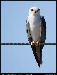 Black Shouldered Kite Elanus Caeruleus By Aatur Ravani Pet Birds Raptors Bird Unusual Animals