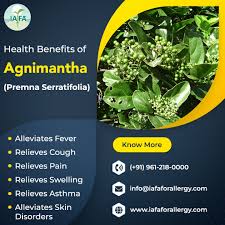 Image result for Premna serratifolia