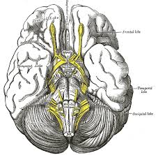 The brain and its surrounding blood vessels exist in a close relationship. Deep Middle Cerebral Vein